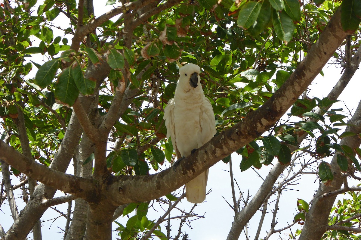 Sulphur-crested Cockatoo - ML623949858