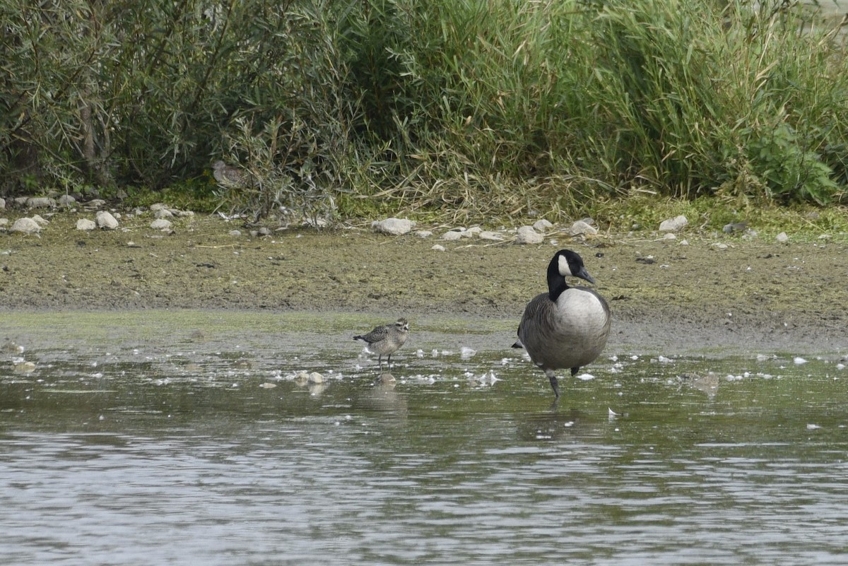 American Golden-Plover - ML623949860