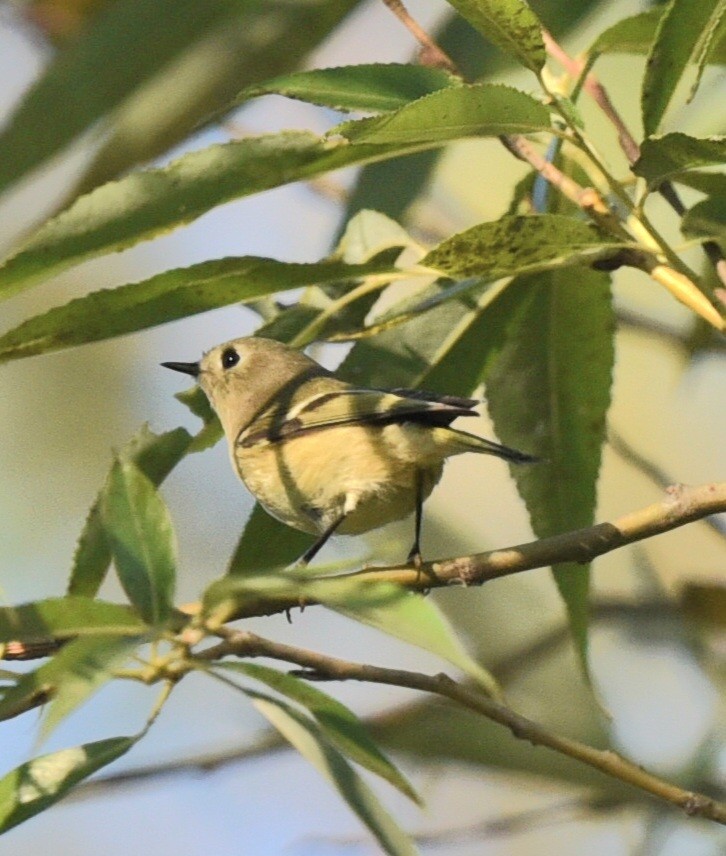 Ruby-crowned Kinglet - ML623949864