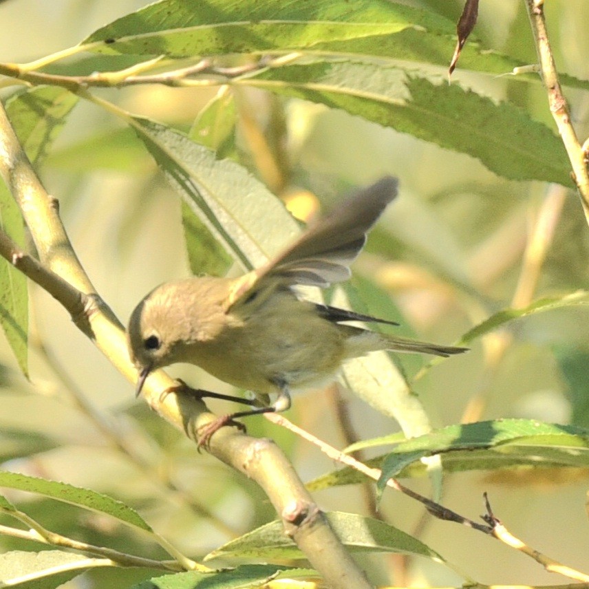 Ruby-crowned Kinglet - ML623949865