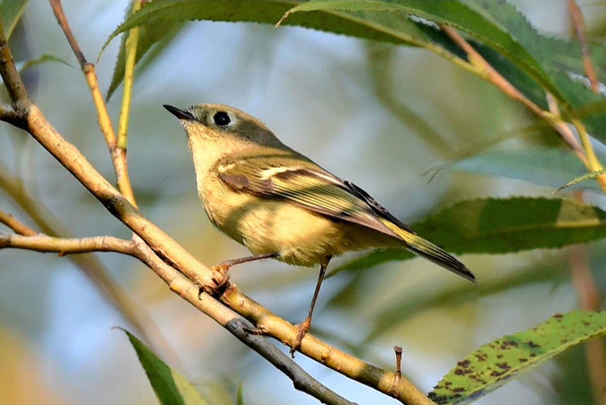 Ruby-crowned Kinglet - ML623949866