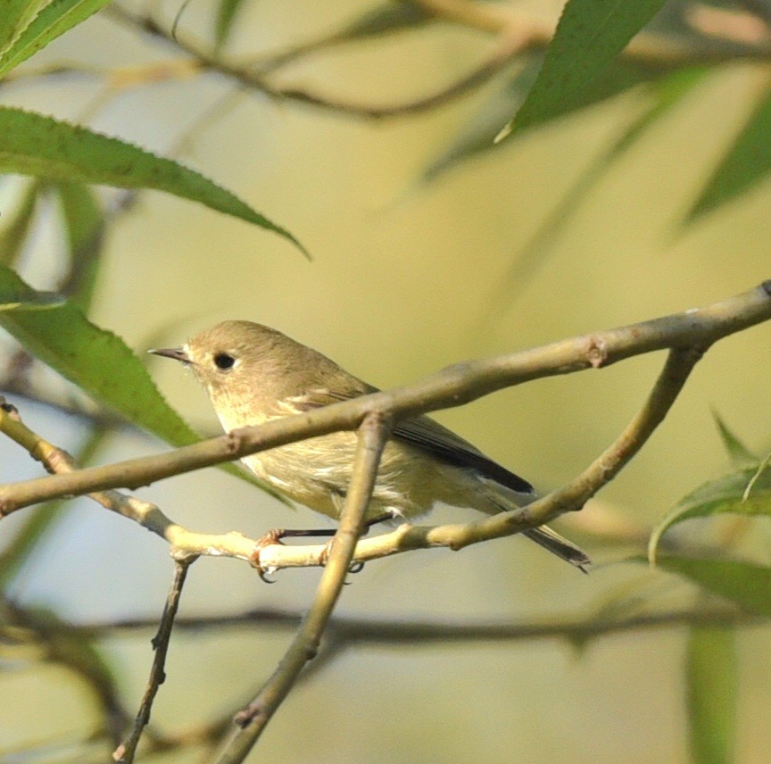 Ruby-crowned Kinglet - ML623949867