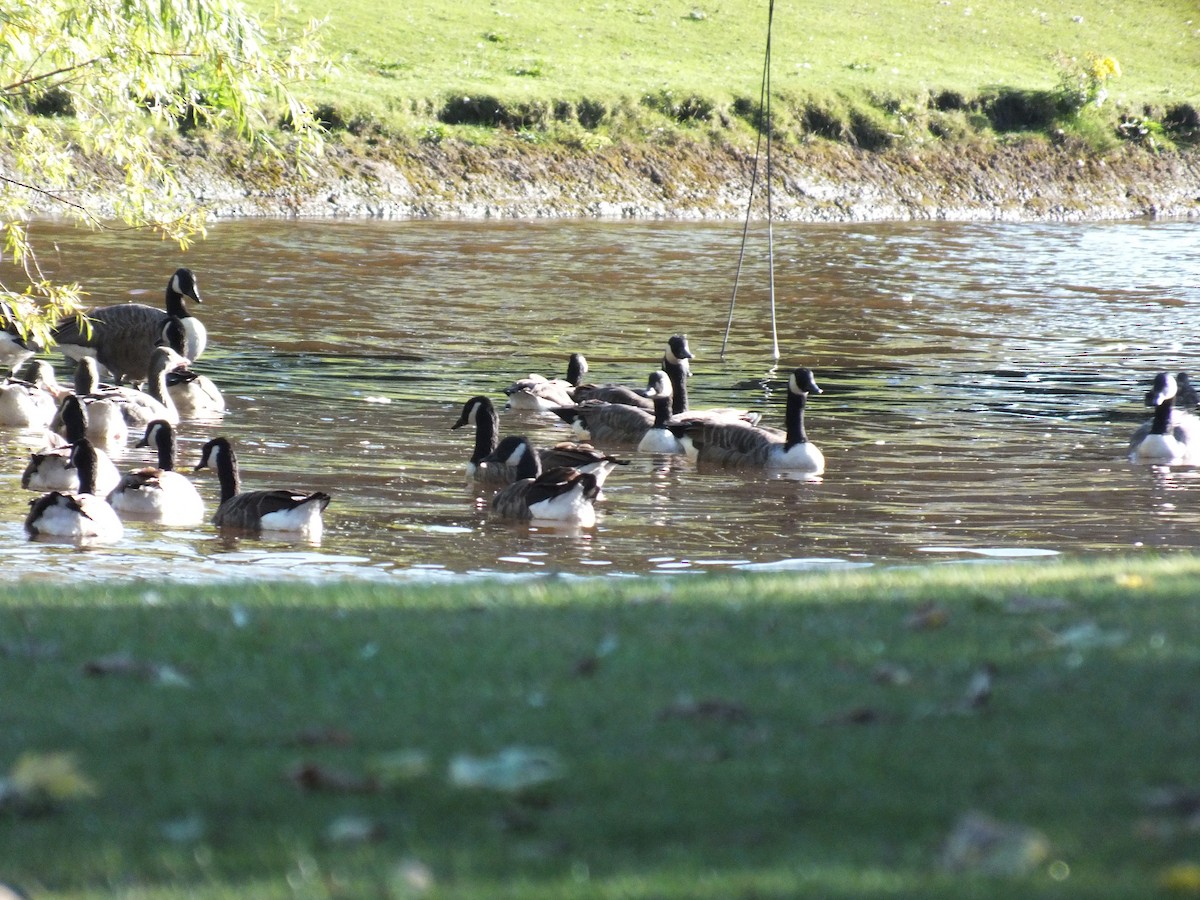 Canada Goose - ML623949870