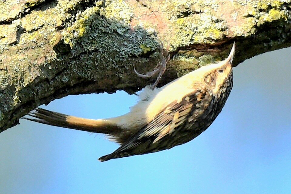 Brown Creeper - ML623949875