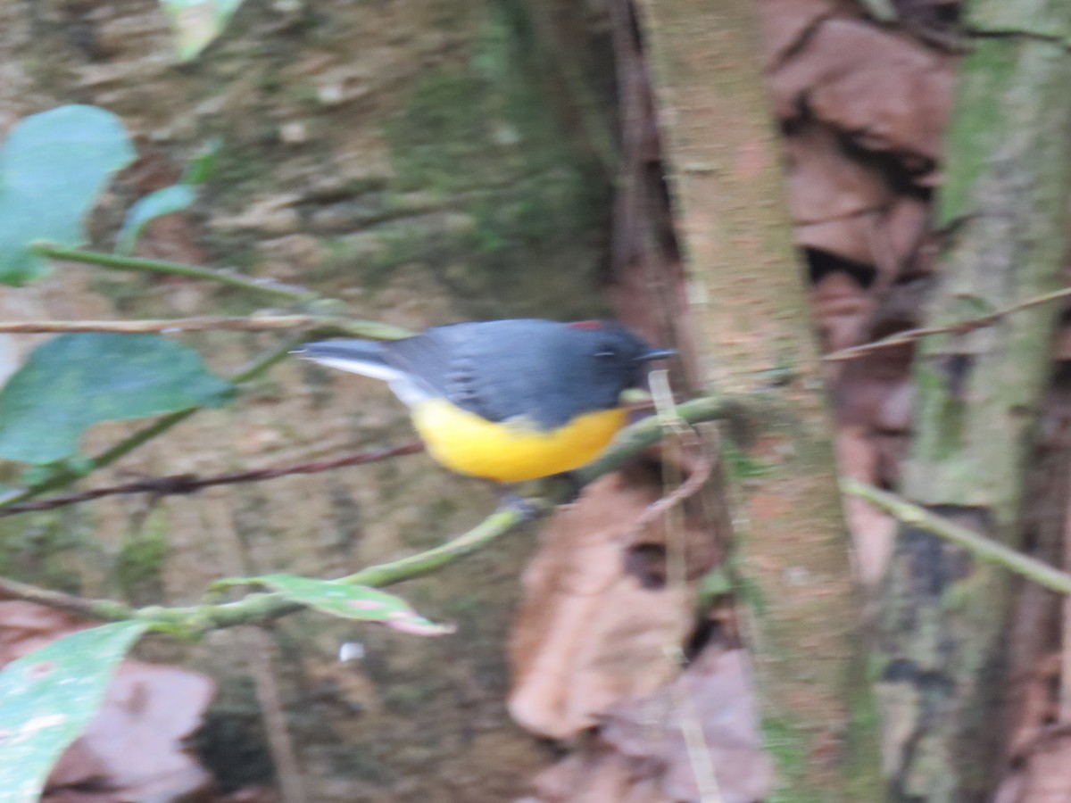 Slate-throated Redstart - ML623949884