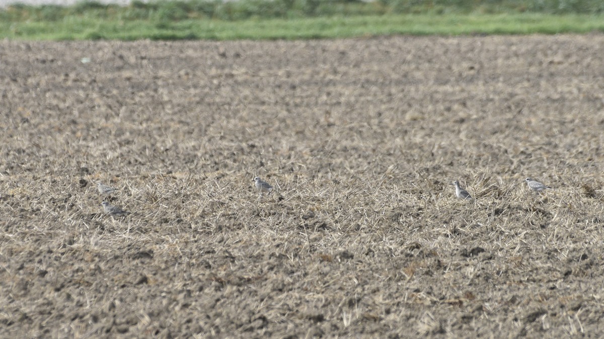 Black-bellied Plover - ML623949888