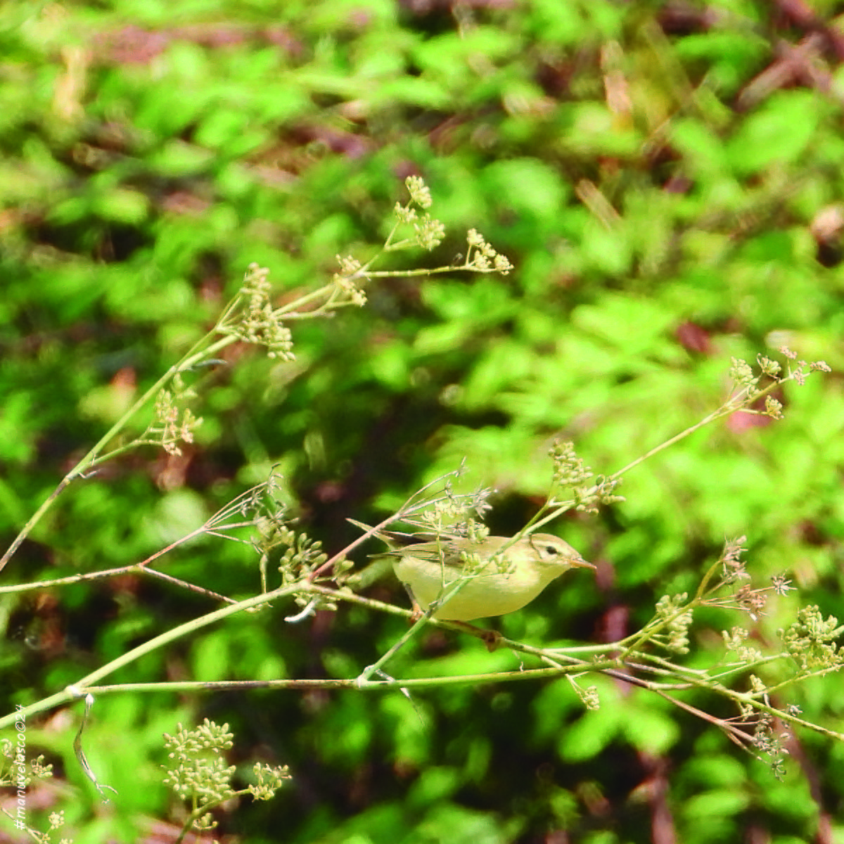 Willow Warbler - ML623949896