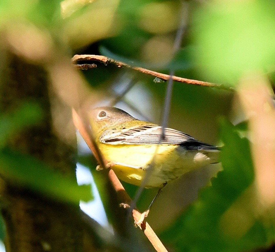 Magnolia Warbler - ML623949897