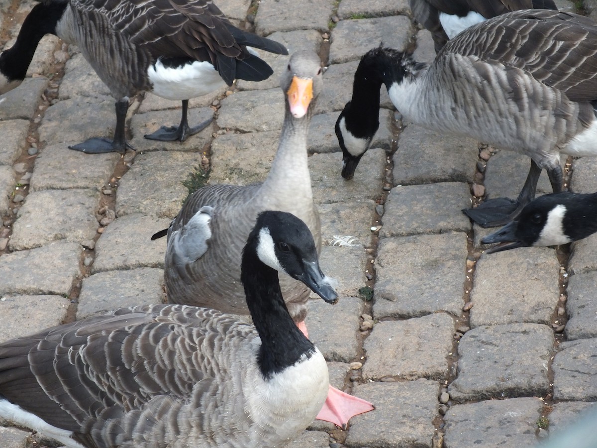 Graylag Goose - ML623949903