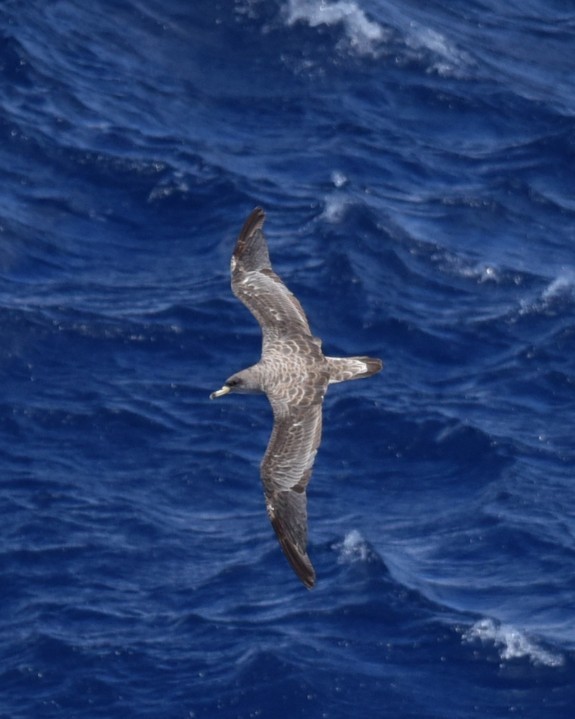 Cory's Shearwater - ML623949904