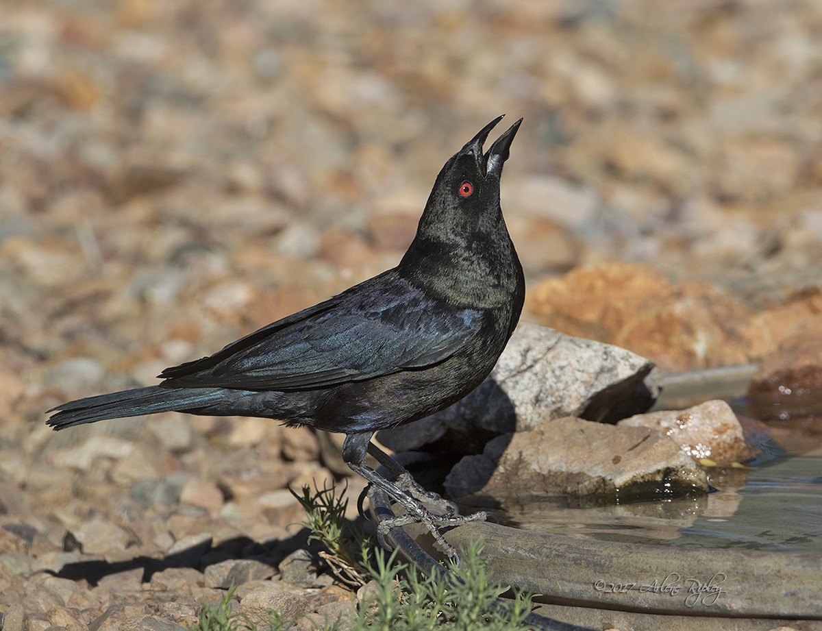 Bronzed Cowbird - ML62394991