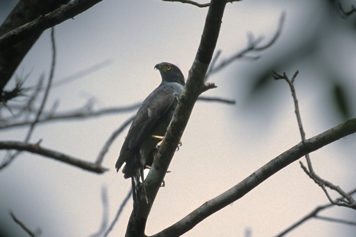 Bicolored Hawk - ML623949933