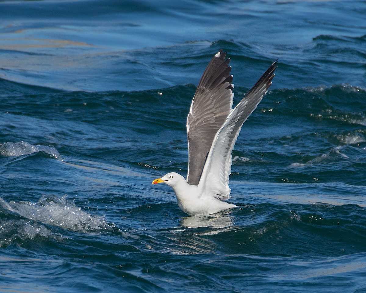 Lesser Black-backed Gull - ML623949961