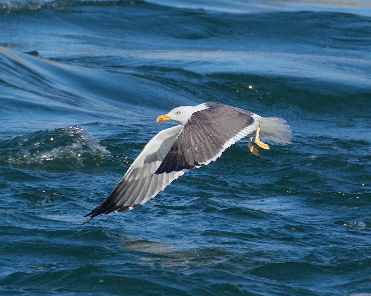 Lesser Black-backed Gull - ML623949974