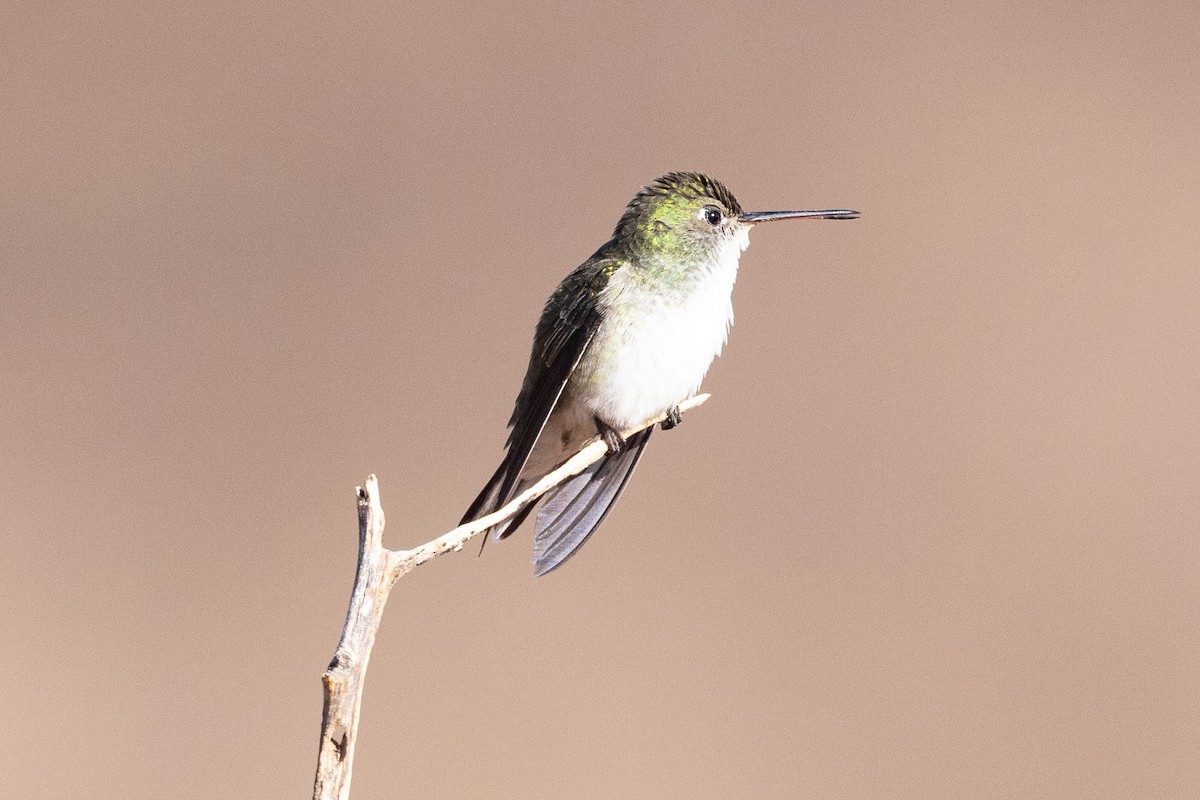 White-bellied Hummingbird - ML623949985