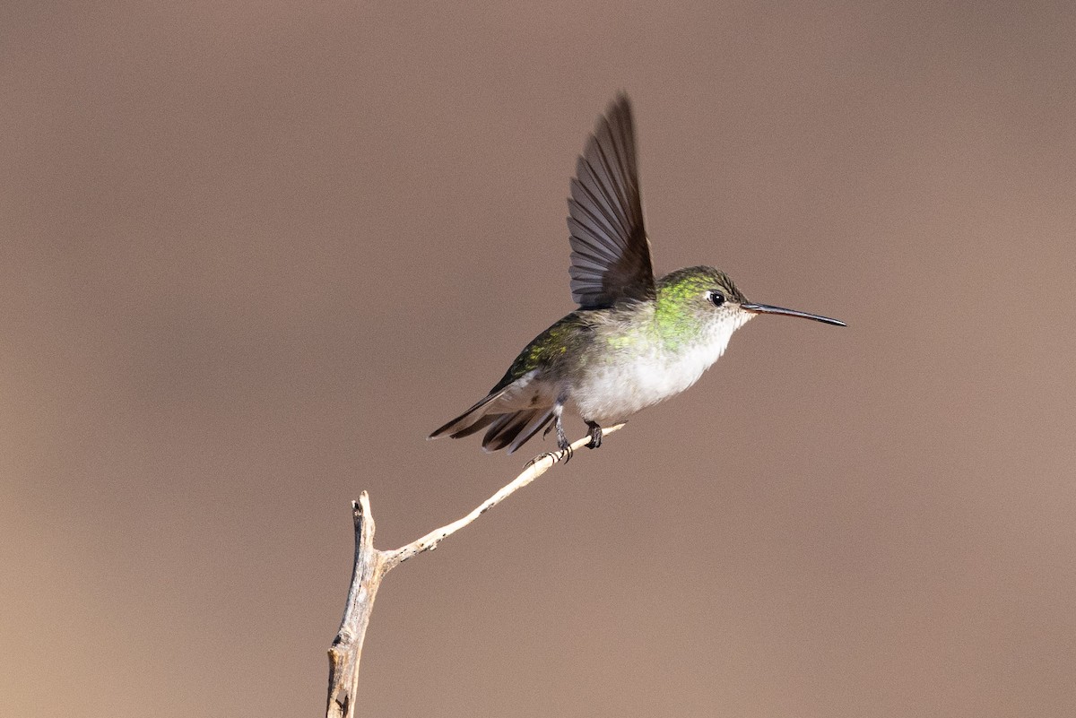 White-bellied Hummingbird - ML623949986