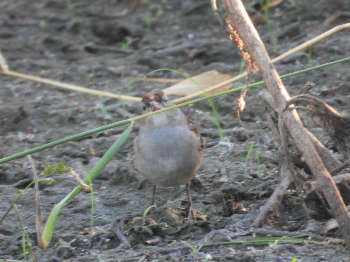 White-crowned Sparrow - ML623949994