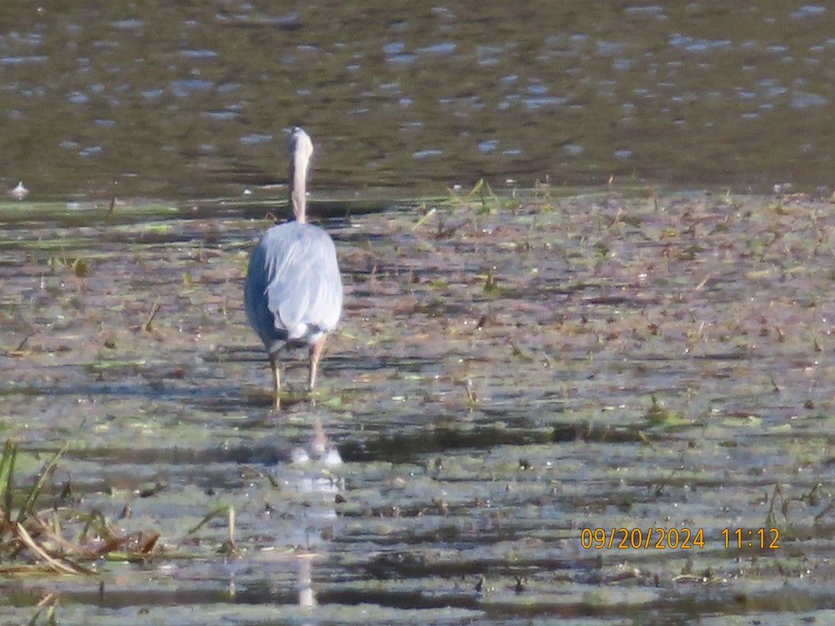 Great Blue Heron - ML623950001