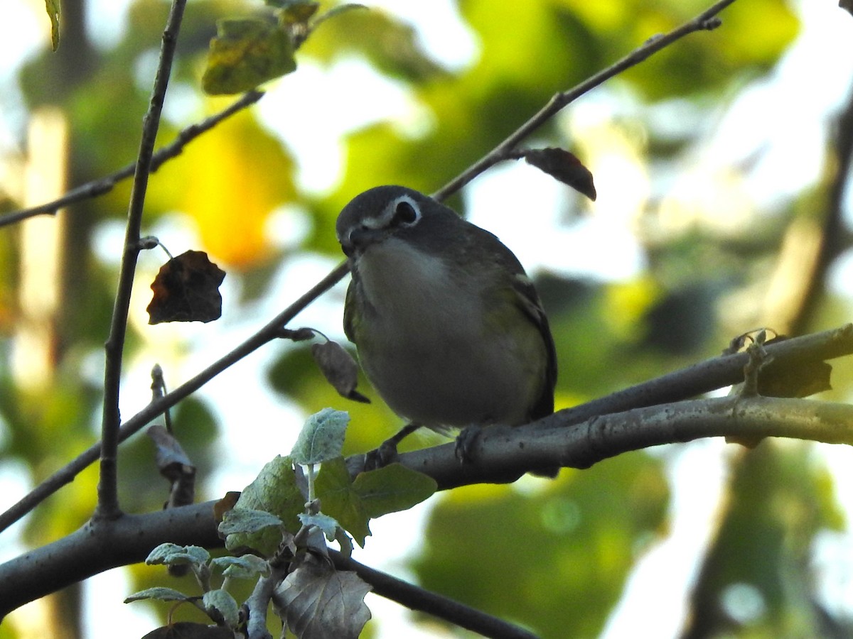 Blue-headed Vireo - ML623950037