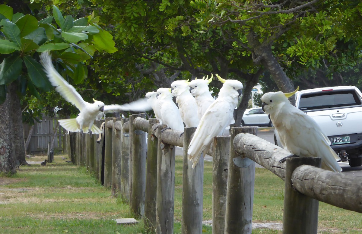 Sulphur-crested Cockatoo - ML623950043