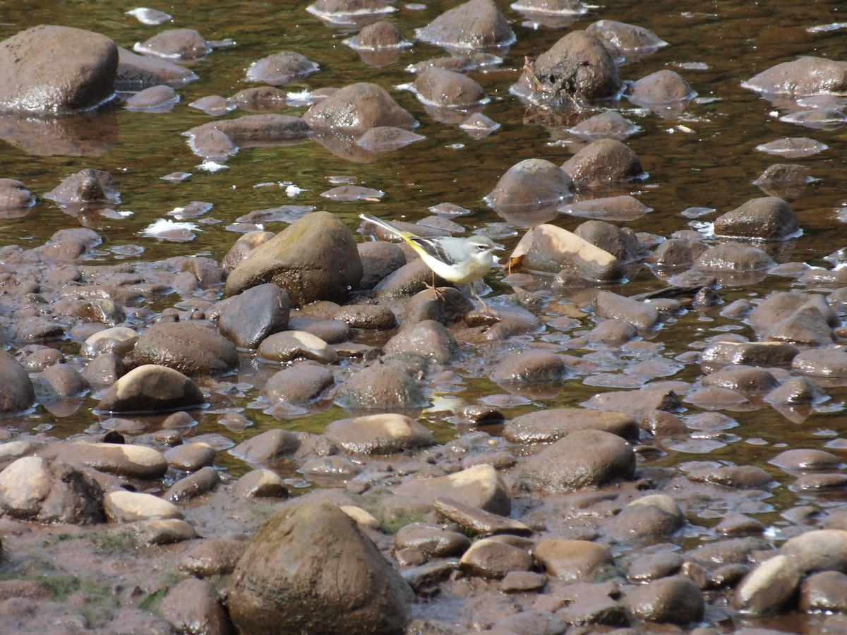 Gray Wagtail - ML623950047