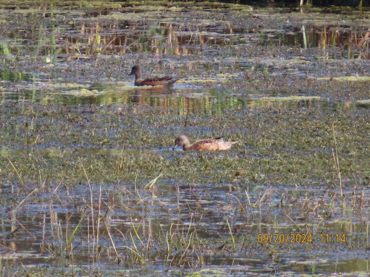 American Wigeon - ML623950048