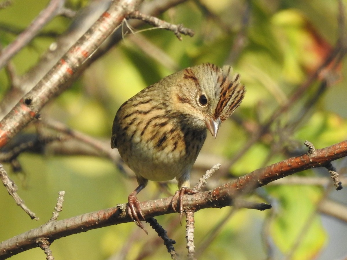 Lincoln's Sparrow - ML623950050