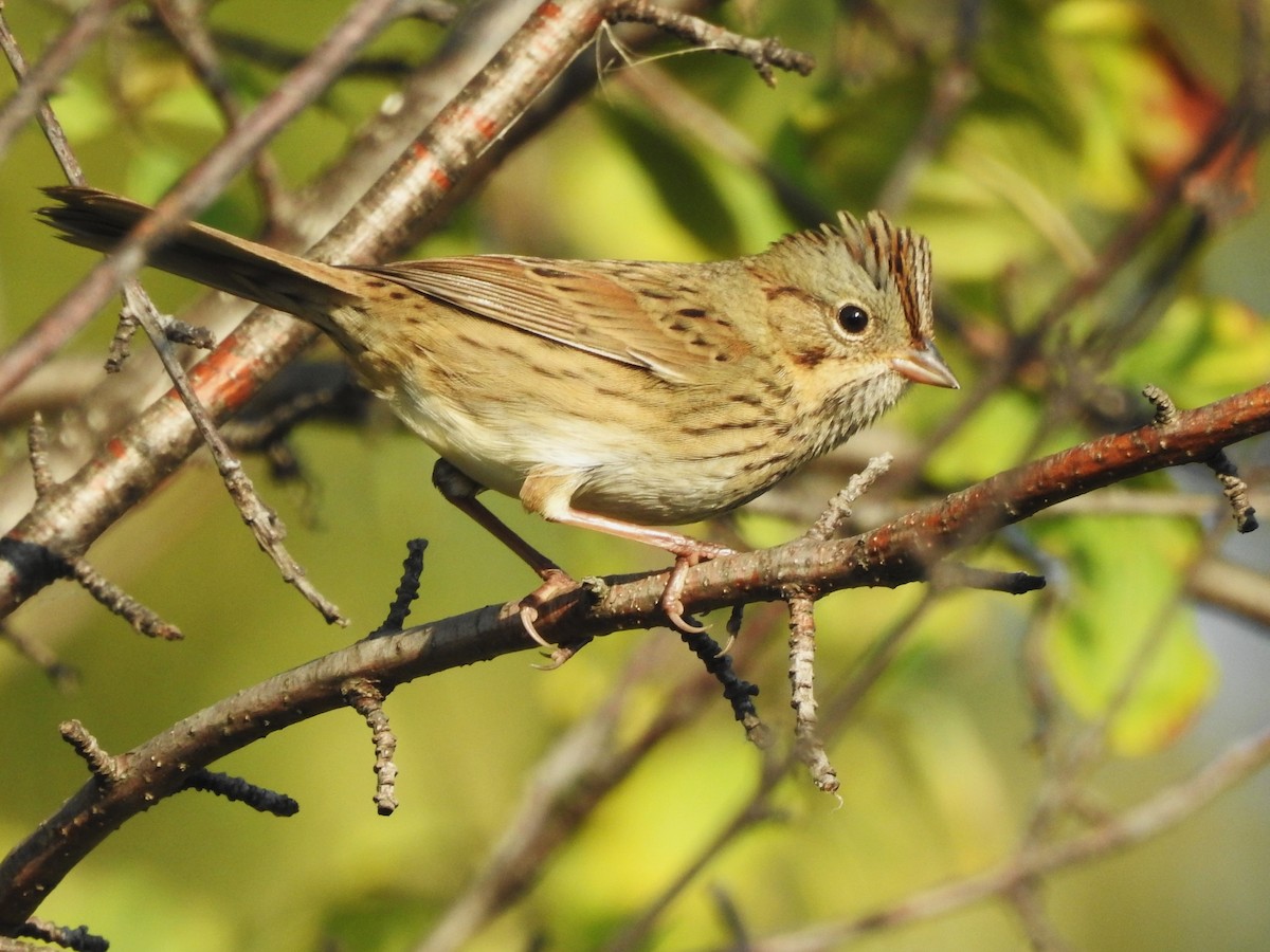 Lincoln's Sparrow - ML623950051