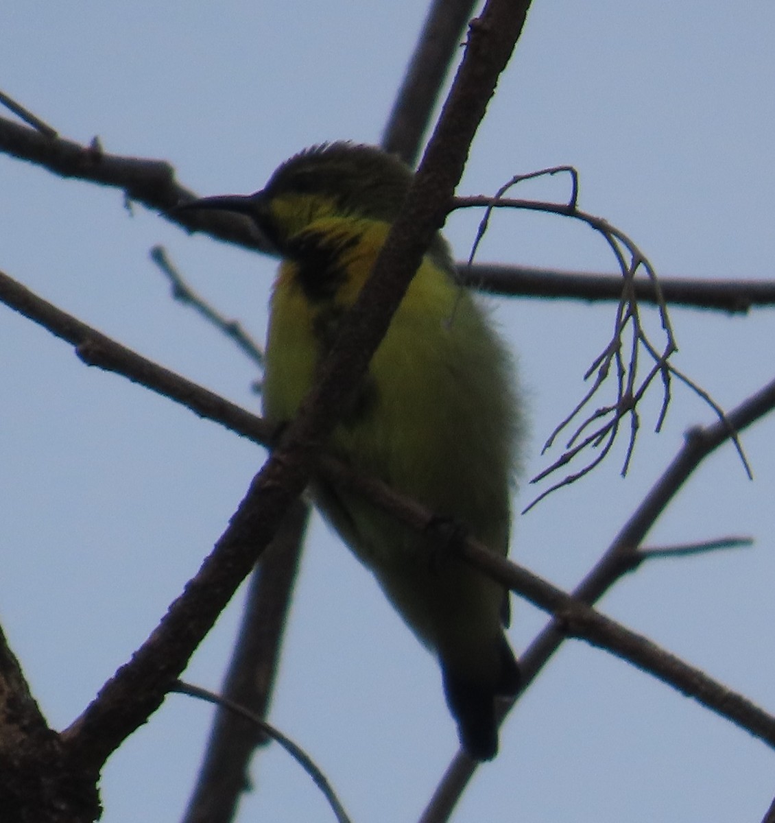 Purple Sunbird - Gargi Dalawat