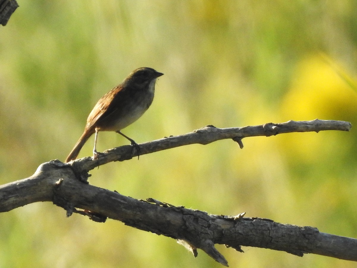 Swamp Sparrow - ML623950054