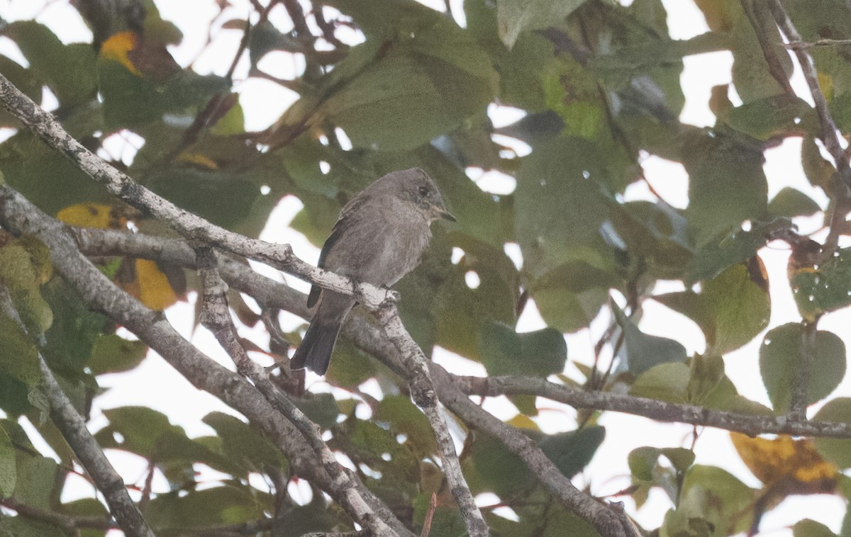 Willow Flycatcher - John Callender