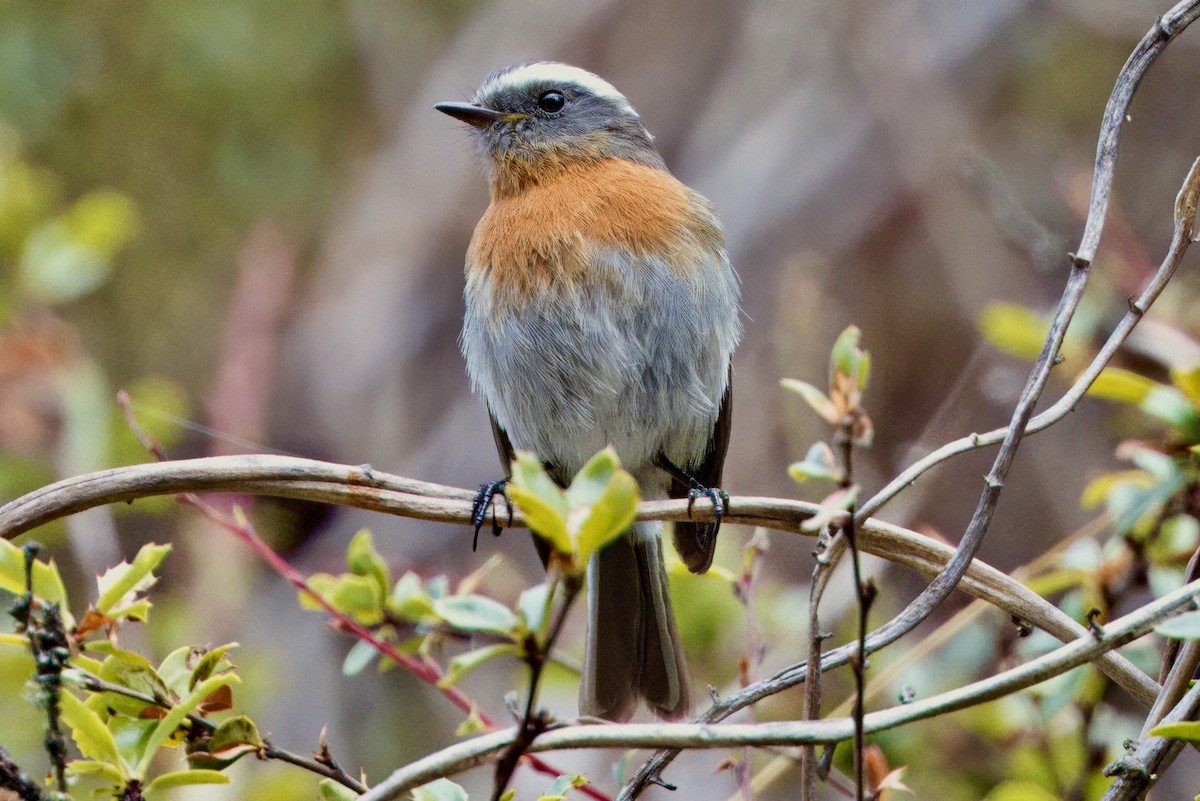 Rufous-breasted Chat-Tyrant - Soham Mehta