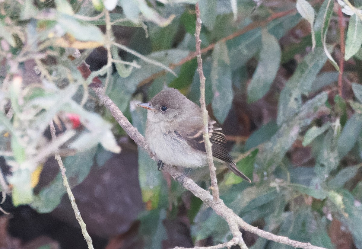 Willow Flycatcher - ML623950102