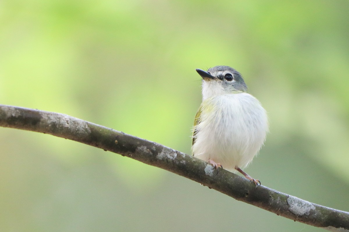 Short-tailed Pygmy-Tyrant - ML623950104