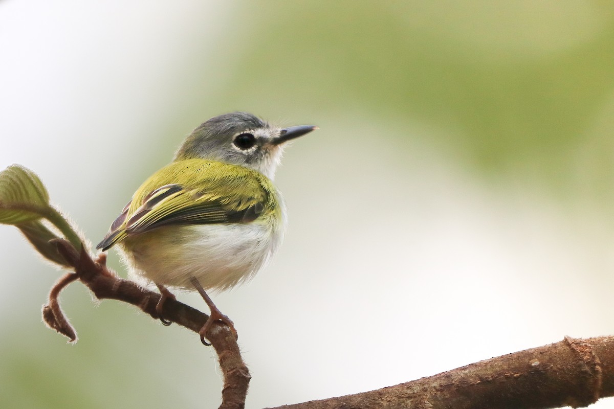 Short-tailed Pygmy-Tyrant - ML623950105