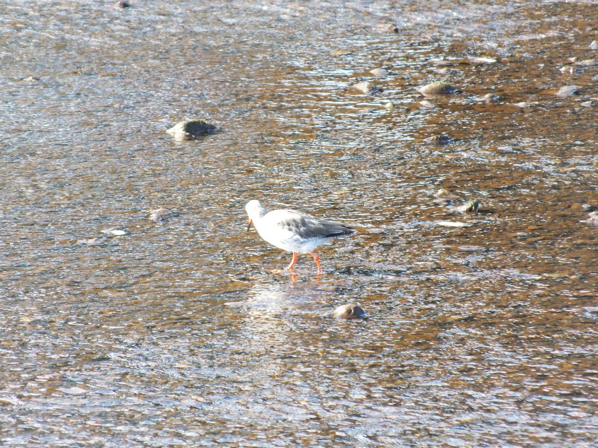 Common Redshank - ML623950115