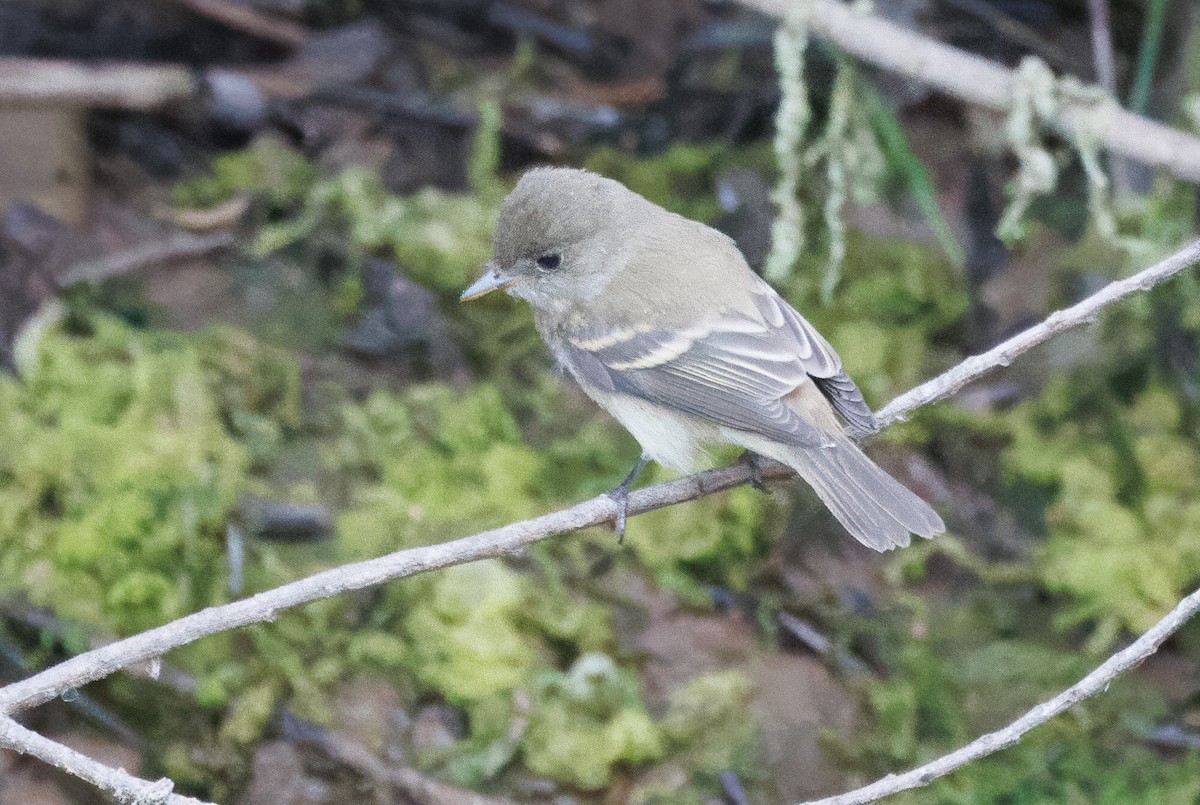 Willow Flycatcher - ML623950120