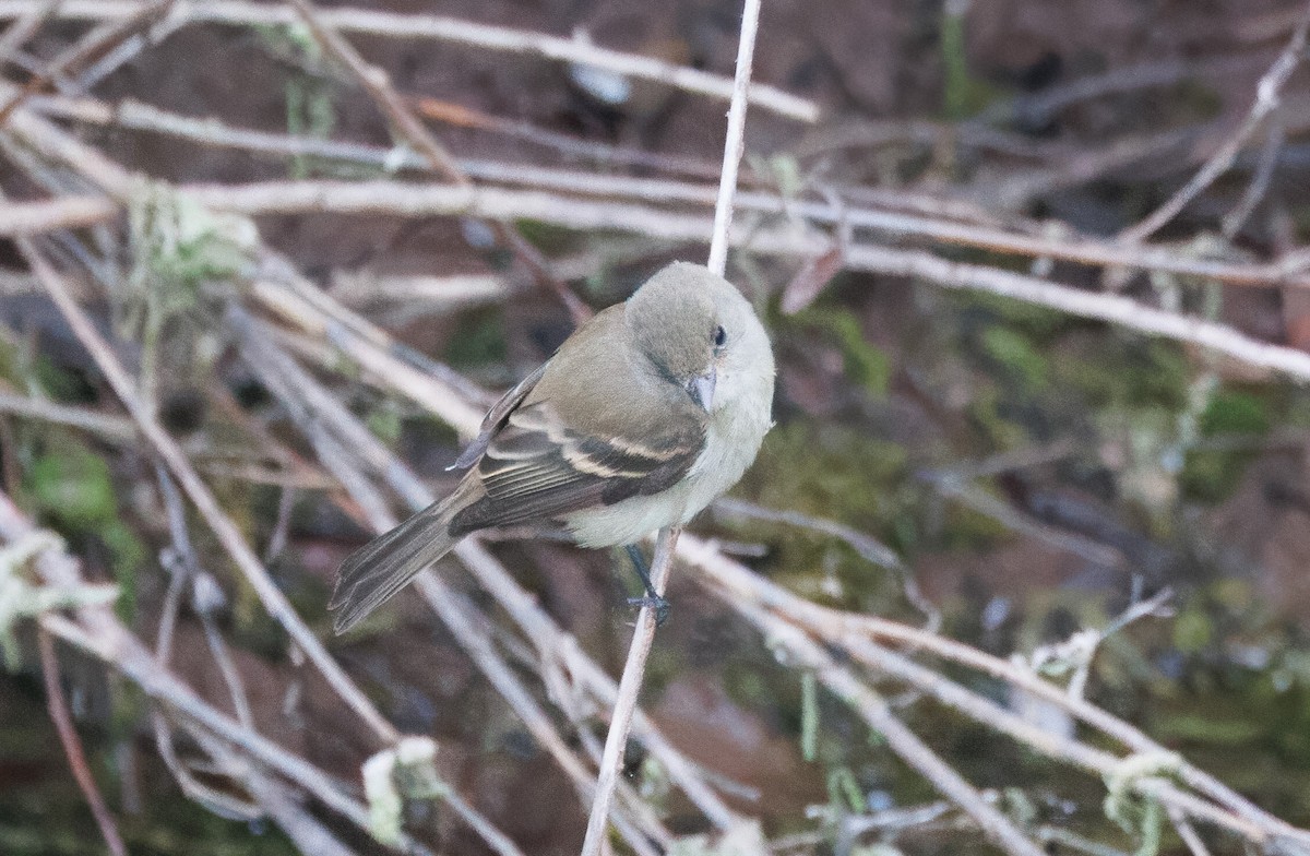 Willow Flycatcher - ML623950123