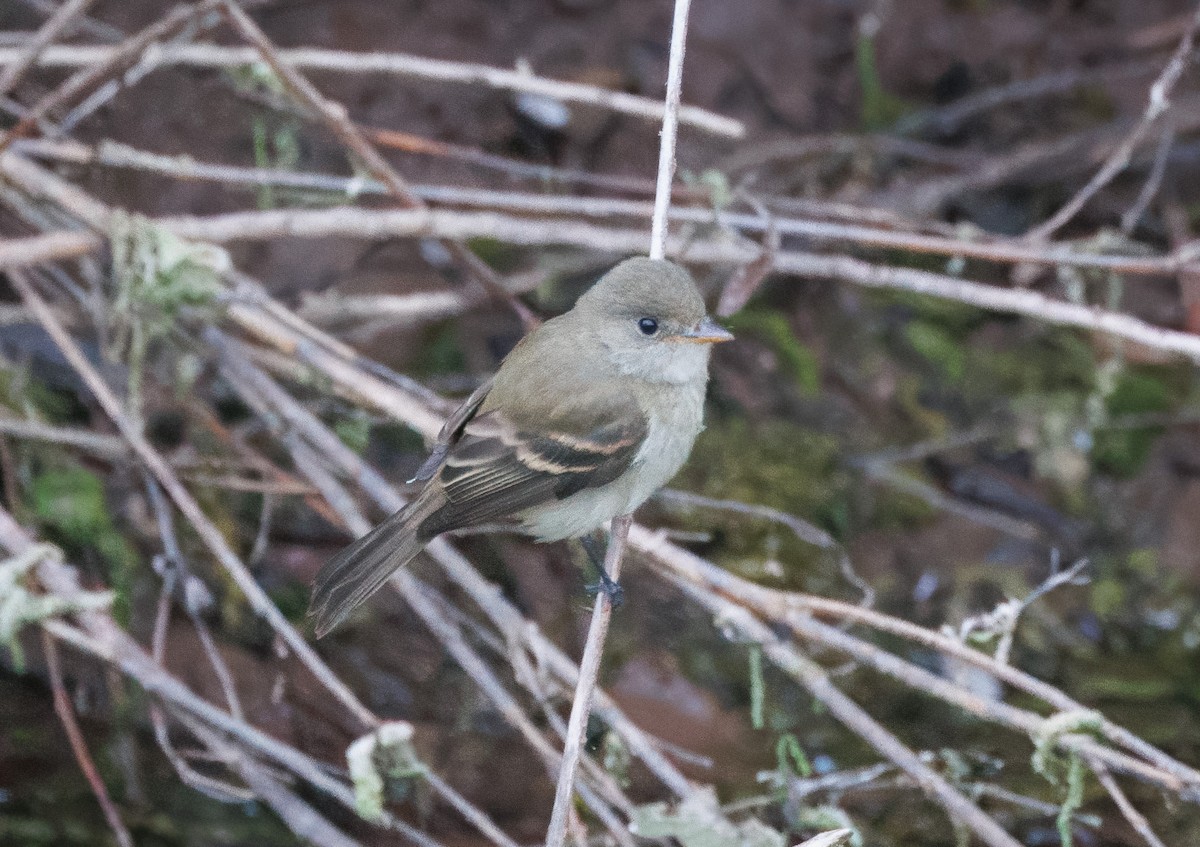 Willow Flycatcher - ML623950125