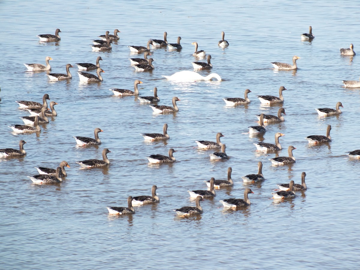 Graylag Goose (European) - ML623950158