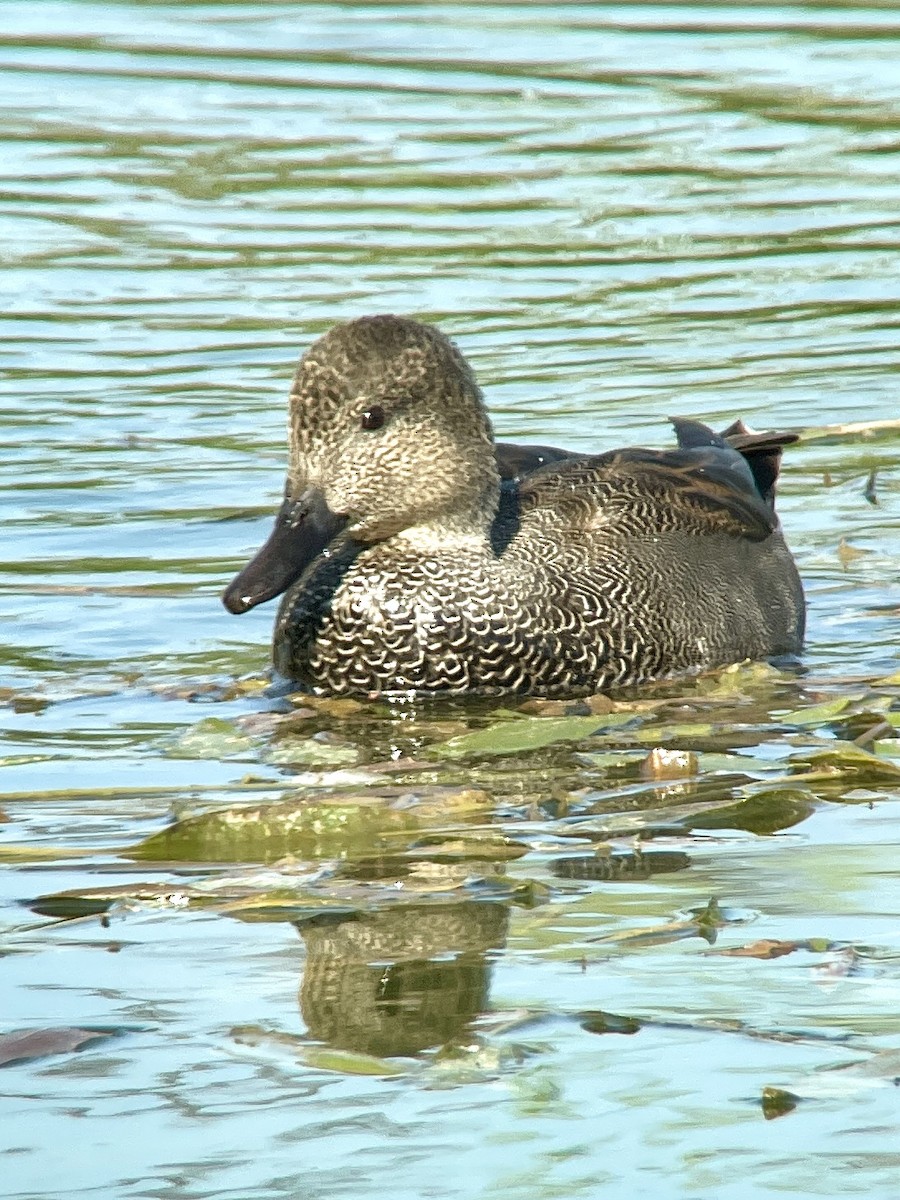 Gadwall - ML623950164