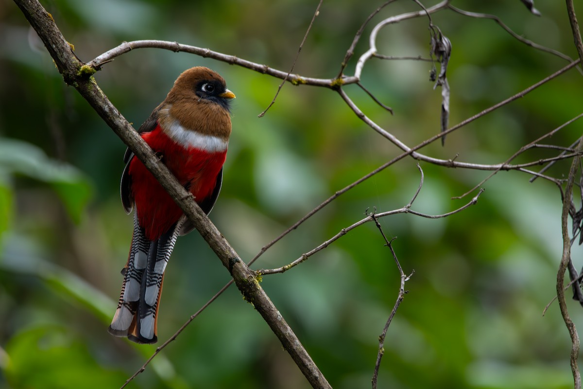 Trogon masqué - ML623950173