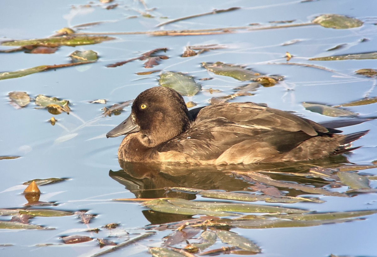 Tufted Duck - ML623950188