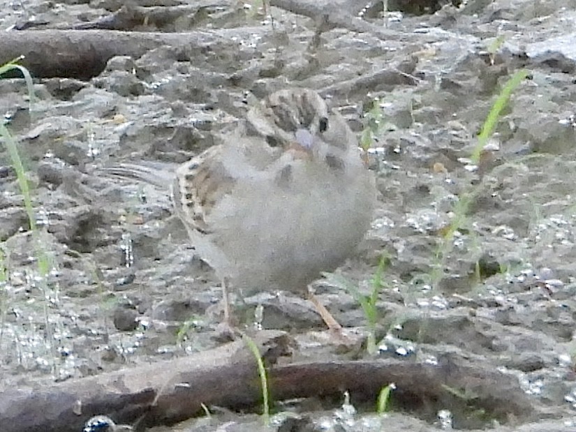 Chipping Sparrow - John Amoroso