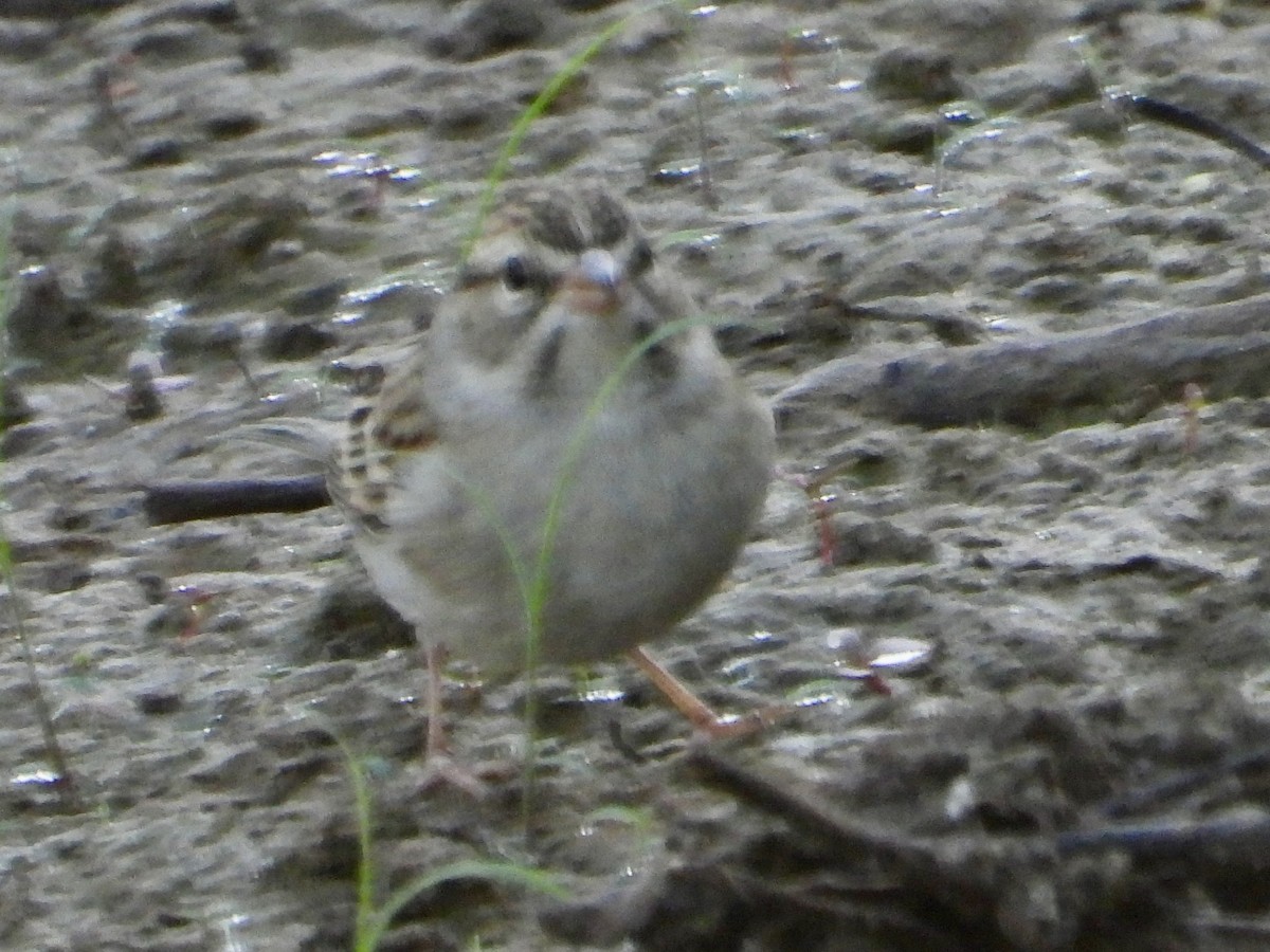 Chipping Sparrow - ML623950193