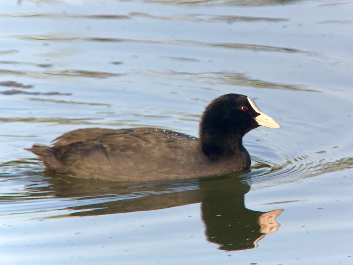 Eurasian Coot - ML623950195