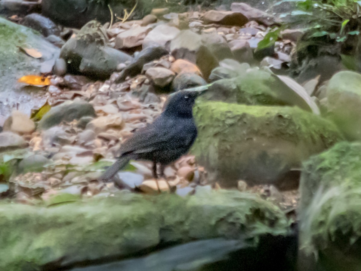 Bornean Whistling-Thrush - ML623950224