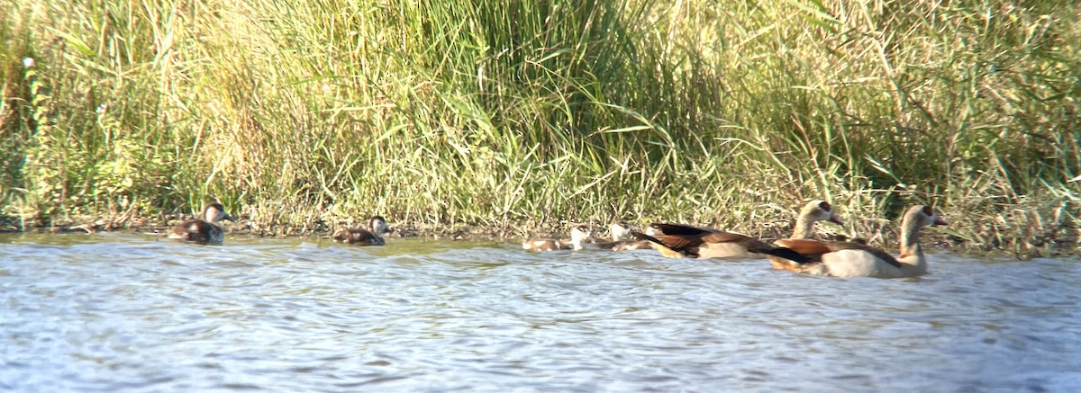 Egyptian Goose - ML623950232