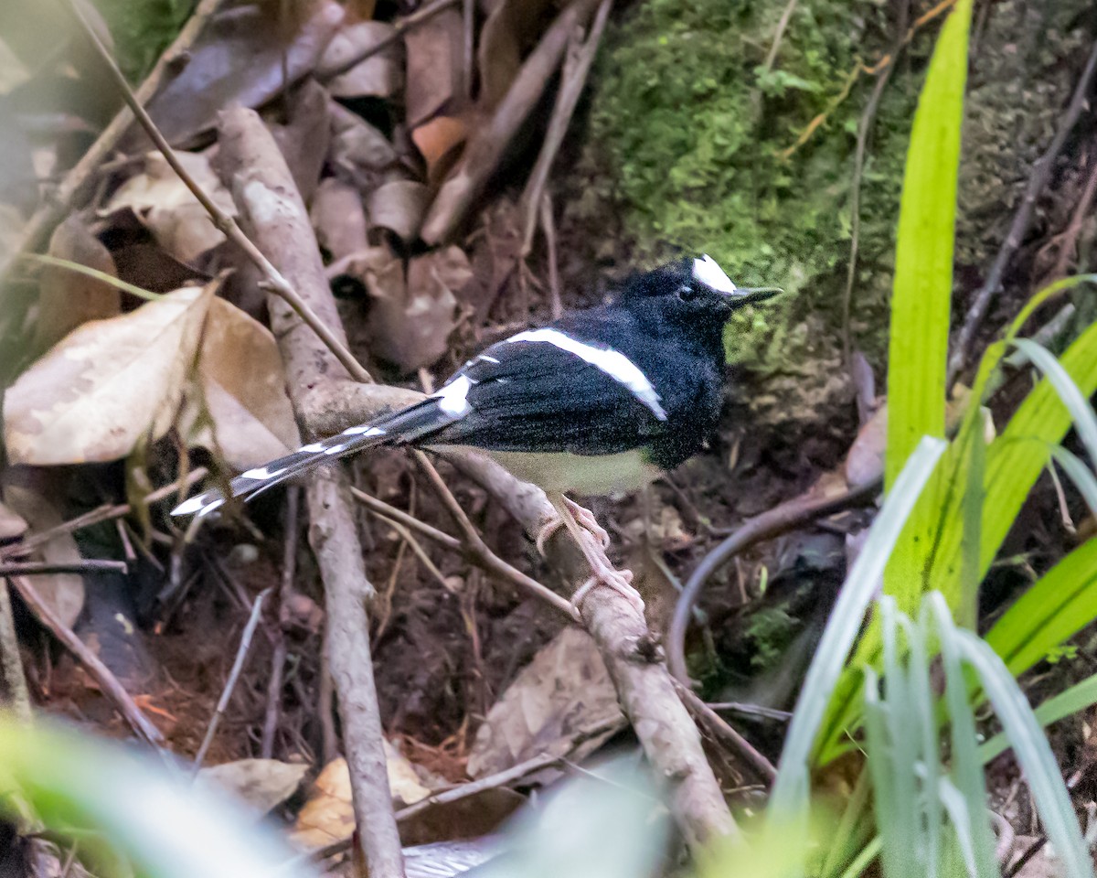 White-crowned Forktail - ML623950234