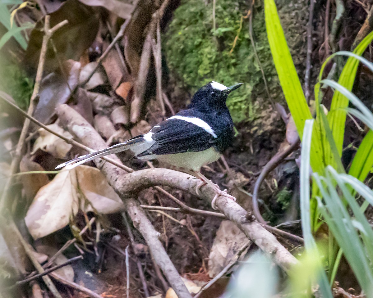 White-crowned Forktail - ML623950235